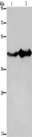 GLUL Polyclonal Antibody (E-AB-11271)