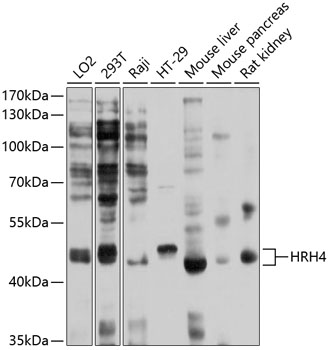 HRH4 Polyclonal Antibody (E-AB-90092)
