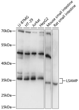 LSAMP Polyclonal Antibody (E-AB-90763)