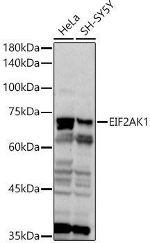 (KO Validated) EIF2AK1 Polyclonal Antibody (E-AB-92534)