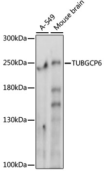 TUBGCP6 Polyclonal Antibody (E-AB-91353)