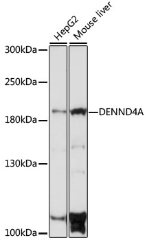 DENND4A Polyclonal Antibody (E-AB-91424)