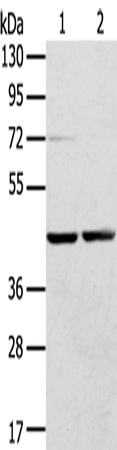 RRAGA Polyclonal Antibody (E-AB-15366)