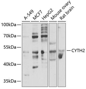 CYTH2 Polyclonal Antibody (E-AB-67814)