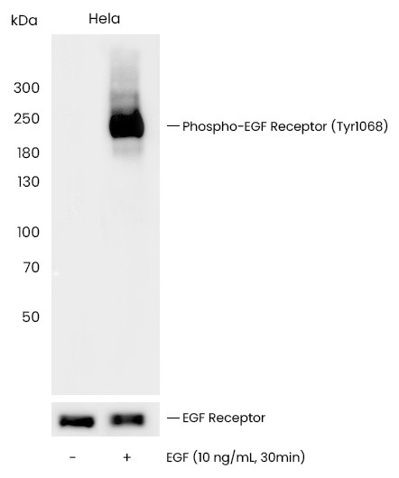 Recombinant Phospho-EGF Receptor (Tyr1068) Monoclonal Antibody (AN300009L)