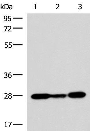 VEGFA Polyclonal Antibody (E-AB-52121)