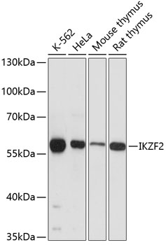 IKZF2 Polyclonal Antibody (E-AB-63676)
