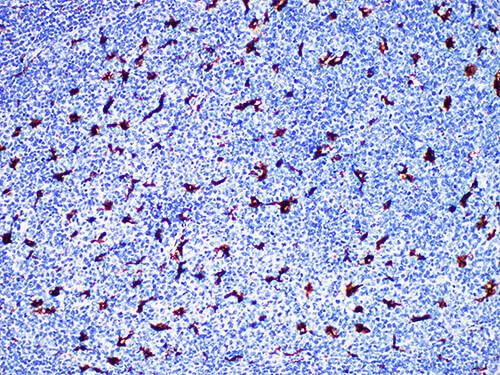CD68 Monoclonal Antibody (ELAB6293-M)