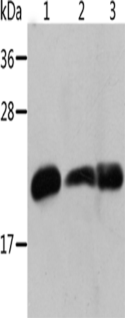 Crystallin-alpha B Polyclonal Antibody (E-AB-14548)
