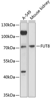 FUT8 Polyclonal Antibody (E-AB-90537)