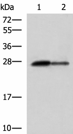 CTRB1 Polyclonal Antibody (E-AB-18810)