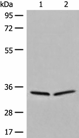 DIMT1 Polyclonal Antibody (E-AB-18678)