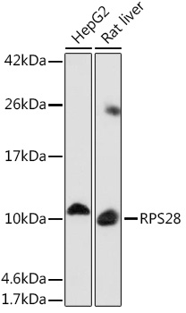 RPS28 Polyclonal Antibody (E-AB-91957)