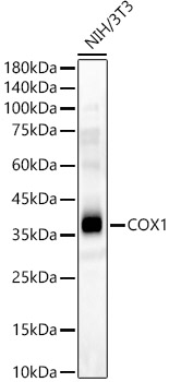 COX1 Polyclonal Antibody (E-AB-68405)