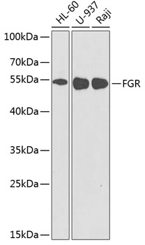 FGR Polyclonal Antibody (E-AB-60591)