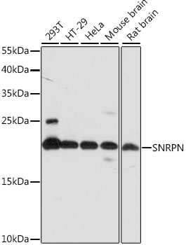 SNRPN Polyclonal Antibody (E-AB-91262)