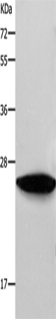 RAB38 Polyclonal Antibody (E-AB-12237)