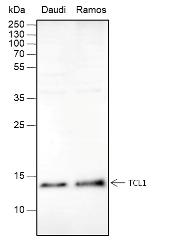 Recombinant TCL1 Monoclonal Antibody (AN301671L)