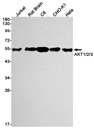 Recombinant AKT Monoclonal Antibody (E-AB-81455)