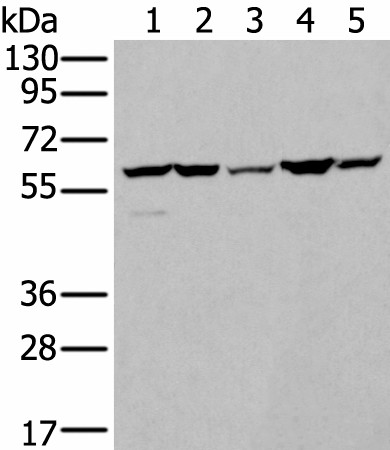 ZBTB3 Polyclonal Antibody (E-AB-19552)
