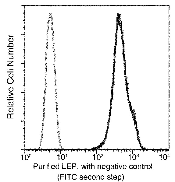 Recombinant Leptin/LEP Monoclonal Antibody (AN300181P)