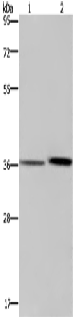 MAGEF1 Polyclonal Antibody (E-AB-13398)