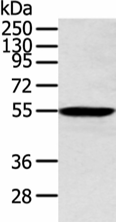 ALDH2 Polyclonal Antibody (E-AB-53361)