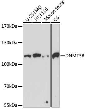 DNMT3B Polyclonal Antibody (E-AB-60798)