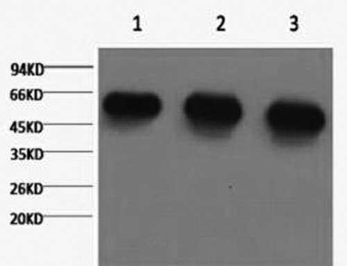 alpha Tubulin Monoclonal Antibody (E-AB-20036)