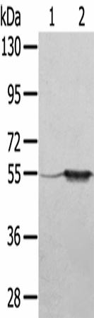 TRIM35 Polyclonal Antibody (E-AB-16919)