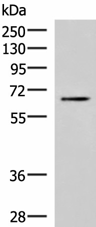 BRD9 Polyclonal Antibody (E-AB-52478)