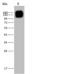 CD13/ANPEP Monoclonal Antibody (AN200162P)