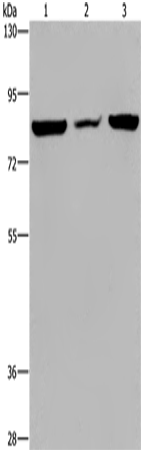 P3H3 Polyclonal Antibody (E-AB-11362)