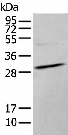 HOXC9 Polyclonal Antibody (E-AB-19499)