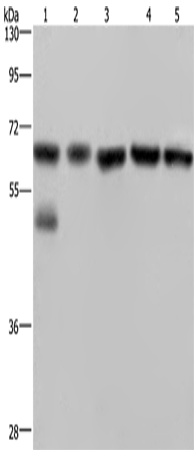NUP62 Polyclonal Antibody (E-AB-15263)