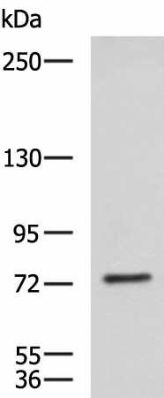 KIF2A Polyclonal Antibody (E-AB-53005)