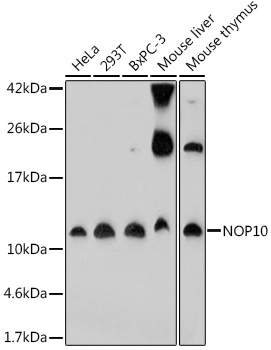 NOP10 Polyclonal Antibody (E-AB-92004)