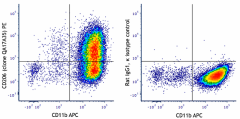 PE anti-mouse CD206 (MMR) Recombinant Antibody (162503)