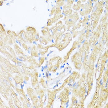 ALOX12 Polyclonal Antibody (E-AB-66327)