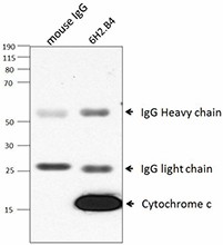 Purified anti-Cytochrome c Antibody (612301)