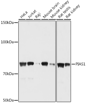 PIAS1 Polyclonal Antibody (E-AB-90060)