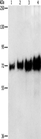 BSA Polyclonal Antibody (E-AB-13934)