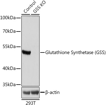 (KO Validated) GSS Polyclonal Antibody (E-AB-68314)