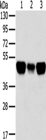 TRIM21 Polyclonal Antibody (E-AB-15410)