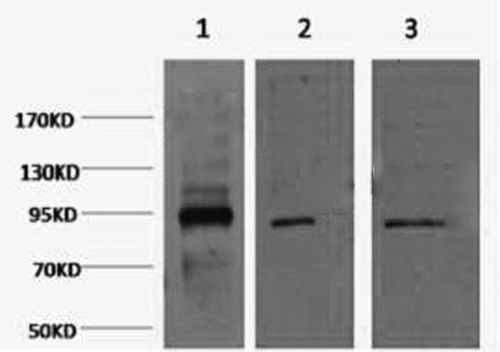Oct-1 Monoclonal Antibody (E-AB-22047)