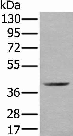 WDFY2 Polyclonal Antibody (E-AB-18486)