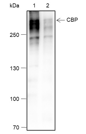 Recombinant CBP Monoclonal Antibody (AN301457L)