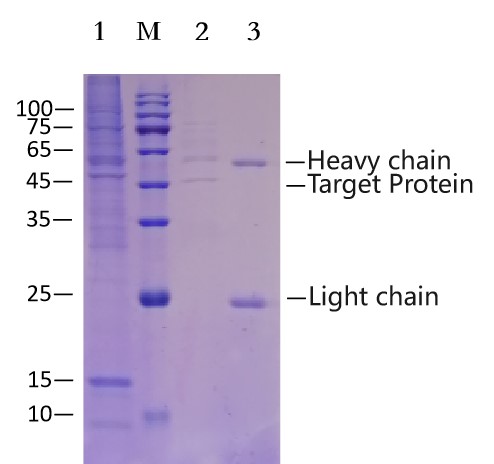 Anti-MYC（EQKLISEEDL）Immunomagnetic Beads (EA-IP-003M)