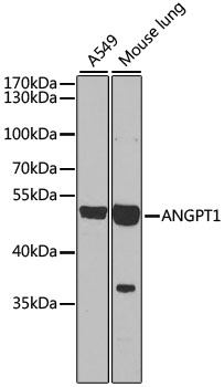 ANGPT1 Polyclonal Antibody (E-AB-62625)
