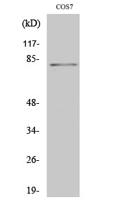 Phospho-STAT4 (Tyr693) Polyclonal Antibody (E-AB-20984)